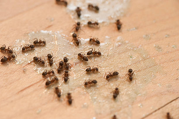 Best Affordable Pest Control Services  in Van Wert, OH